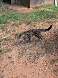 Found/Stray Unknown Cat last seen knightsbridge road and regent park lane, 28210, Charlotte, NC 28210