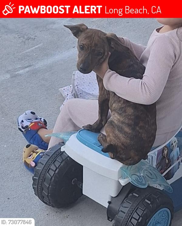 Lost Male Dog last seen Cherry Ave and PCH, Long Beach, CA 90806