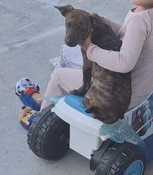 Lost Male Dog last seen Cherry Ave and PCH, Long Beach, CA 90806