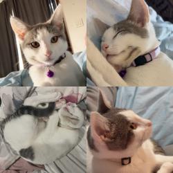 Lost Female Cat last seen 39th and Roosevelt, Richmond, CA 94805