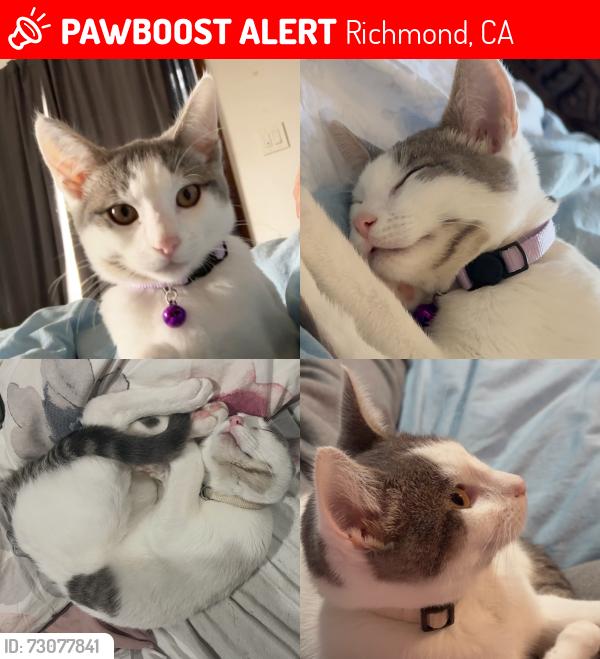 Lost Female Cat last seen 39th and Roosevelt, Richmond, CA 94805