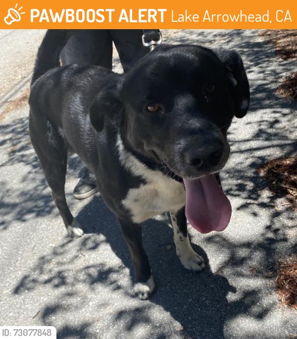 Found/Stray Male Dog last seen Hook Creek and Bridge Rd, Lake Arrowhead, CA 92321
