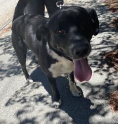 Found/Stray Male Dog last seen Hook Creek and Bridge Rd, Lake Arrowhead, CA 92321