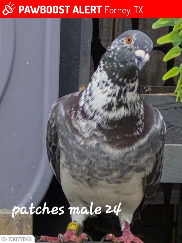 Lost Male Bird last seen Main st, Forney, TX 75126
