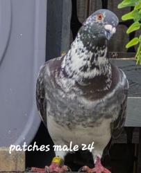 Lost Male Bird last seen Main st, Forney, TX 75126
