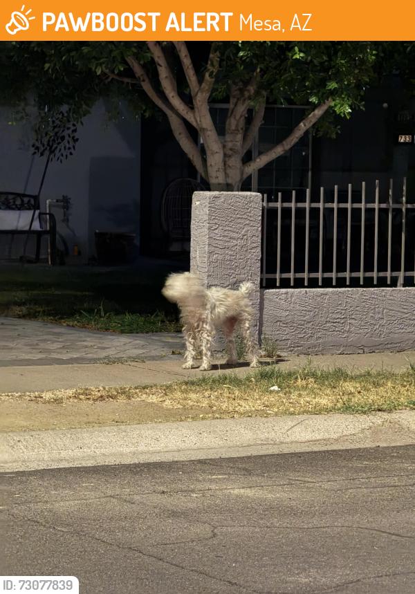 Found/Stray Unknown Dog last seen Pomeroy & Seventh Dr., Mesa, AZ 85210