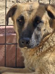 Reunited Female Dog last seen Pine Valley Rd + Cavelti Rd, Gardnerville, NV 89410