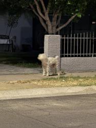 Found/Stray Unknown Dog last seen Pomeroy & Seventh Dr., Mesa, AZ 85210