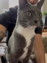 Lost Female Cat last seen Chorro St, San Luis Obispo, CA 93405