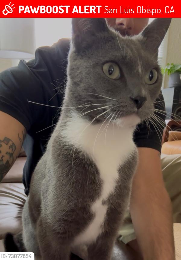 Lost Female Cat last seen Chorro St, San Luis Obispo, CA 93405