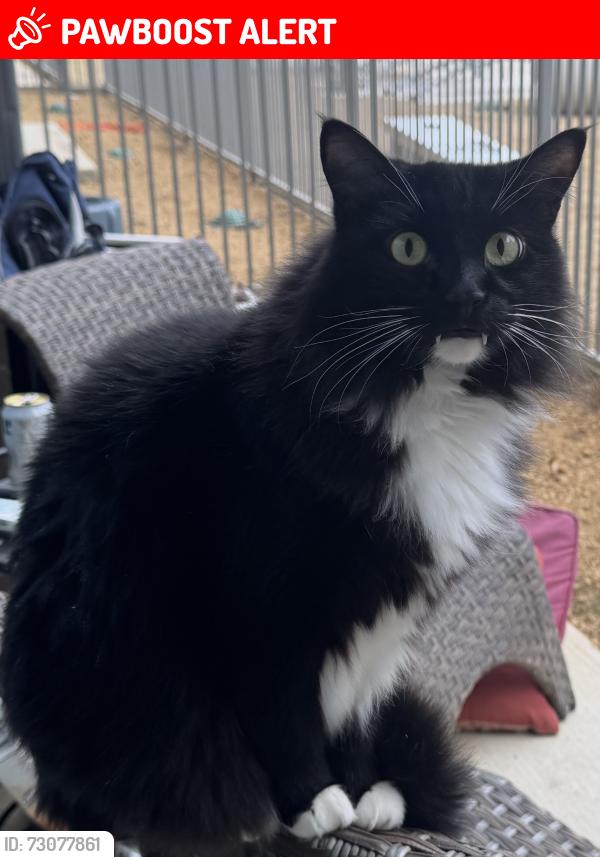 Lost Male Cat last seen Susan Lee, North Richland Hills, TX 76180
