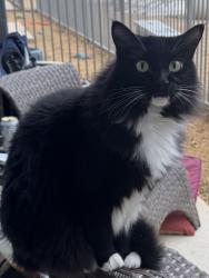 Lost Male Cat last seen Susan Lee, North Richland Hills, TX 76180