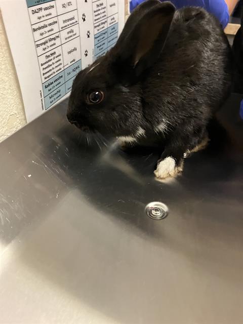 Shelter Stray Female Rabbit last seen Near BLOCK BLCK N STUDEBAKER RD, LONG BEACH, CA 90815, 7700 E Spring St, Long Beach, CA 90815, USA