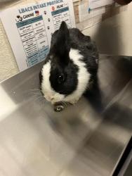 Shelter Stray Male Rabbit last seen Near BLOCK BLCK N STUDEBAKER RD, LONG BEACH, CA 90815, 7700 E Spring St, Long Beach, CA 90815, USA