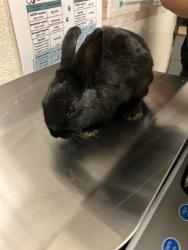 Shelter Stray Male Rabbit last seen Near BLOCK BLCK N STUDEBAKER RD, LONG BEACH, CA 90815, 7700 E Spring St, Long Beach, CA 90815, USA