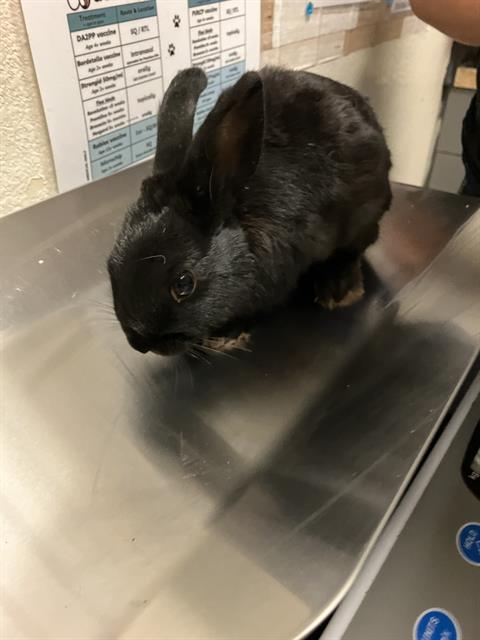 Shelter Stray Male Rabbit last seen Near BLOCK BLCK N STUDEBAKER RD, LONG BEACH, CA 90815, 7700 E Spring St, Long Beach, CA 90815, USA