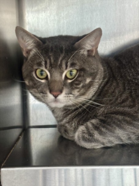 Shelter Stray Male Cat last seen , 11361 W Pico Blvd, Los Angeles, CA 90064, USA
