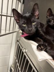 Shelter Stray Male Cat last seen , 11361 W Pico Blvd, Los Angeles, CA 90064, USA