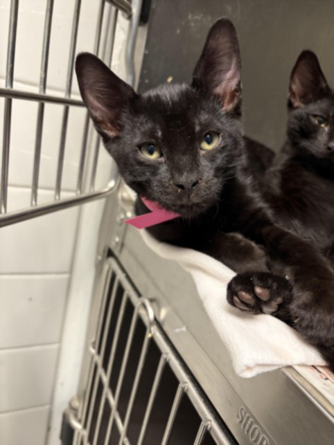 Shelter Stray Male Cat last seen , 11361 W Pico Blvd, Los Angeles, CA 90064, USA