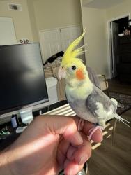 Lost Male Bird last seen Yarrow Lane/Brana Rd, Riverside, CA 92508