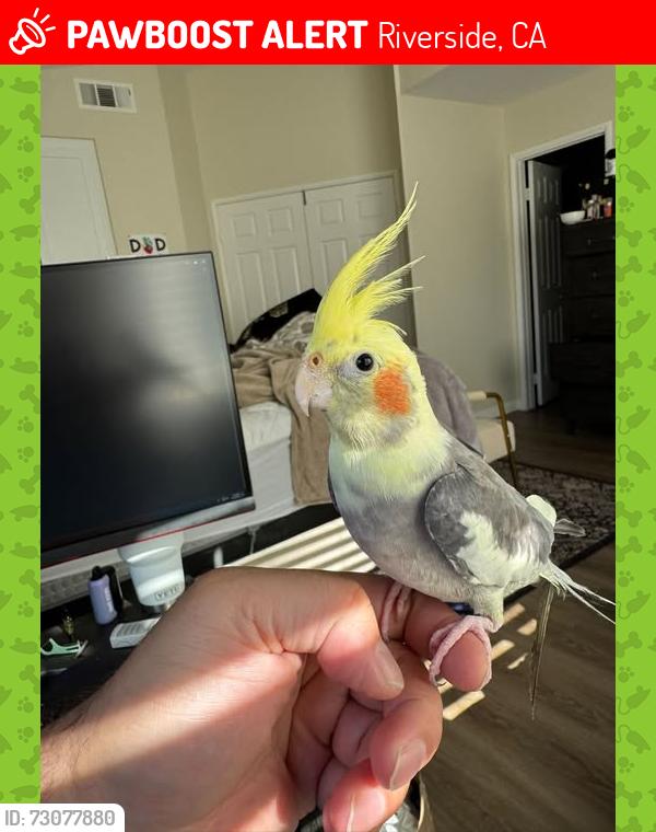 Lost Male Bird last seen Yarrow Lane/Brana Rd, Riverside, CA 92508