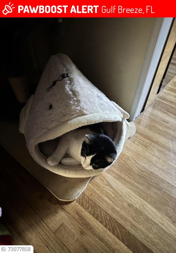 Lost Female Cat last seen Fairpoint, Gulf Breeze, FL 32561