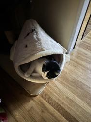 Lost Female Cat last seen Fairpoint, Gulf Breeze, FL 32561