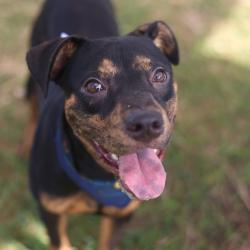 Shelter Stray Female Dog last seen FREDERICKBURG, 4710 TX-151, San Antonio, TX 78227, USA