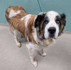 Shelter Stray Male Dog last seen Near BLOCK TRIPP DR, RENO NV 89512, 2825 Longley Ln Suite A, Reno, NV 89502, USA