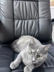 Lost Female Cat last seen Near David Dr Metairie, LA 70003 United, Metairie, LA 70003