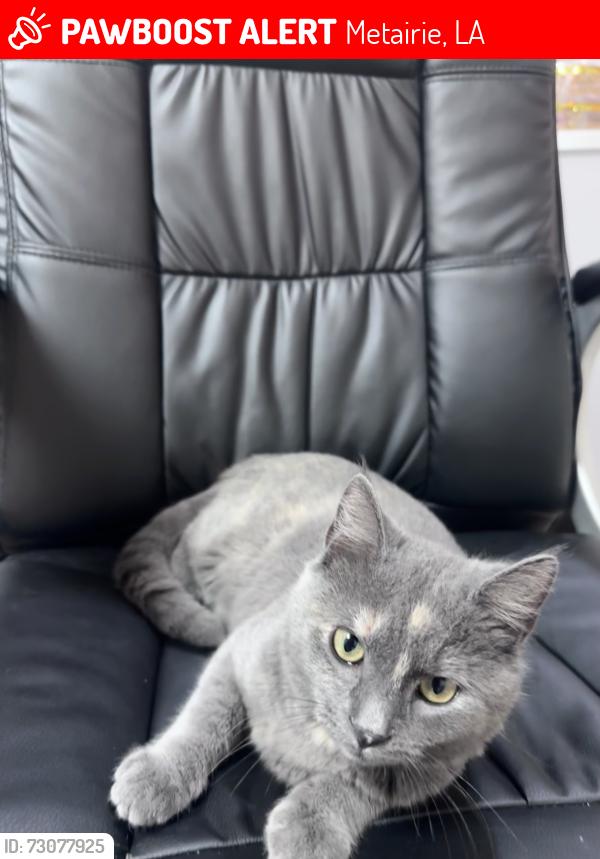 Lost Female Cat last seen Near David Dr Metairie, LA 70003 United, Metairie, LA 70003