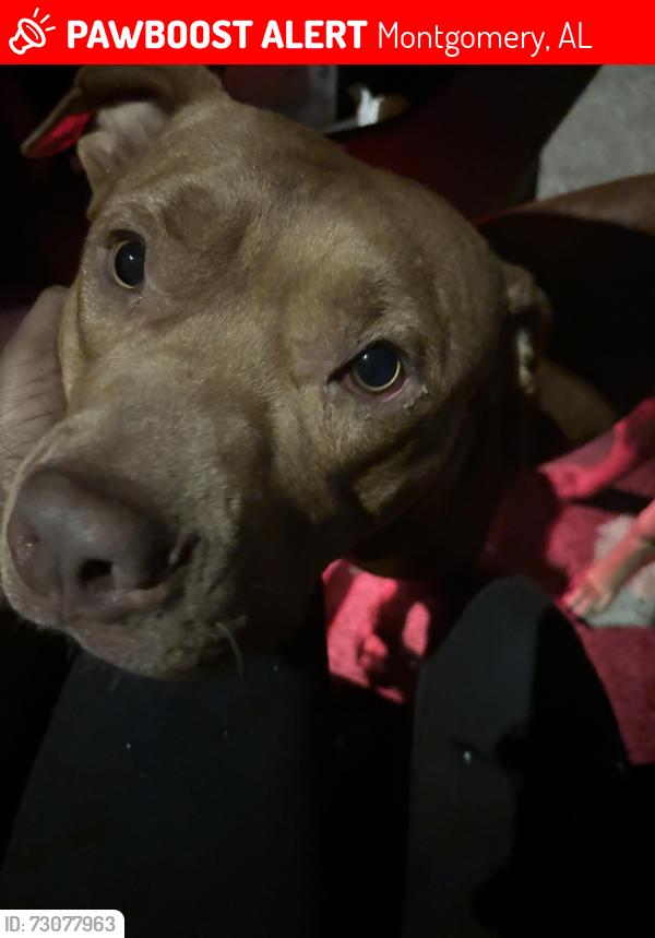 Lost Male Dog last seen West sudet, Montgomery, AL 36108
