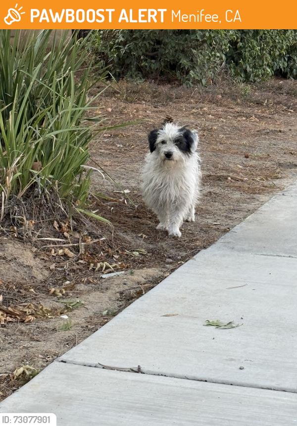 Found/Stray Male Dog last seen Briggs & Old Newport, Menifee, CA 92596