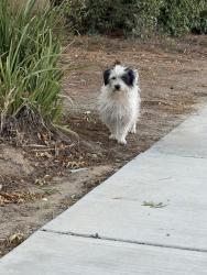 Found/Stray Male Dog last seen Briggs & Old Newport, Menifee, CA 92596
