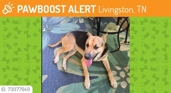 Found/Stray Male Dog last seen Near Overton County Fairgrounds, Livingston, TN, Livingston, TN 38570