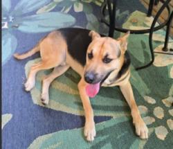 Found/Stray Male Dog last seen Near Overton County Fairgrounds, Livingston, TN, Livingston, TN 38570