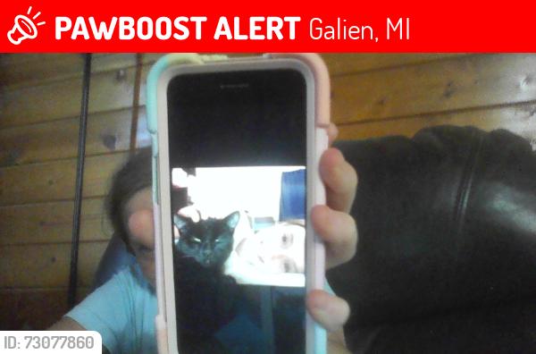 Lost Female Cat last seen nye rd, Galien, MI 49113