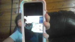 Lost Female Cat last seen nye rd, Galien, MI 49113