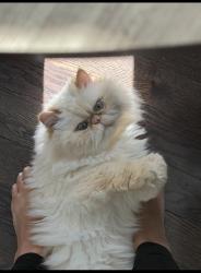 Lost Male Cat last seen Cul de sac of church st. Where it meets Broadway , Middletown Township, NJ 07718