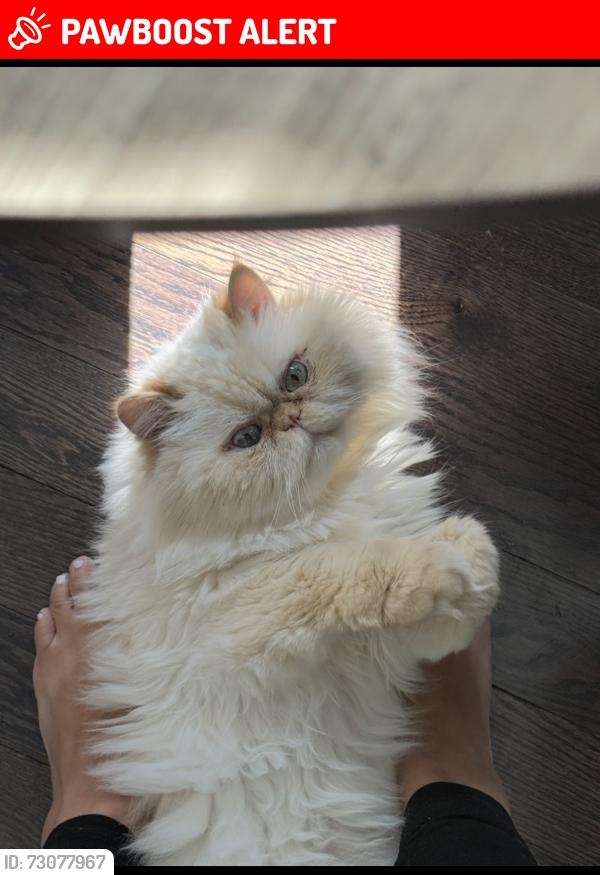 Lost Male Cat last seen Cul de sac of church st. Where it meets Broadway , Middletown Township, NJ 07718