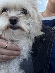 Reunited Female Dog last seen Wellesley and lacey, Spokane, WA 99207