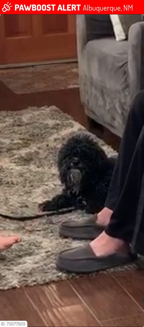 Lost Male Dog last seen 12th and Candelaria, Albuquerque, NM 87107