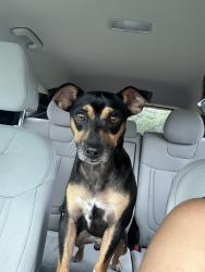 Reunited Male Dog last seen 42nd Terrace Rd, Marion Oaks, FL 34473