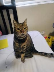 Lost Female Cat last seen Siltstone way and Willard parkway, Elk Grove, CA 95757