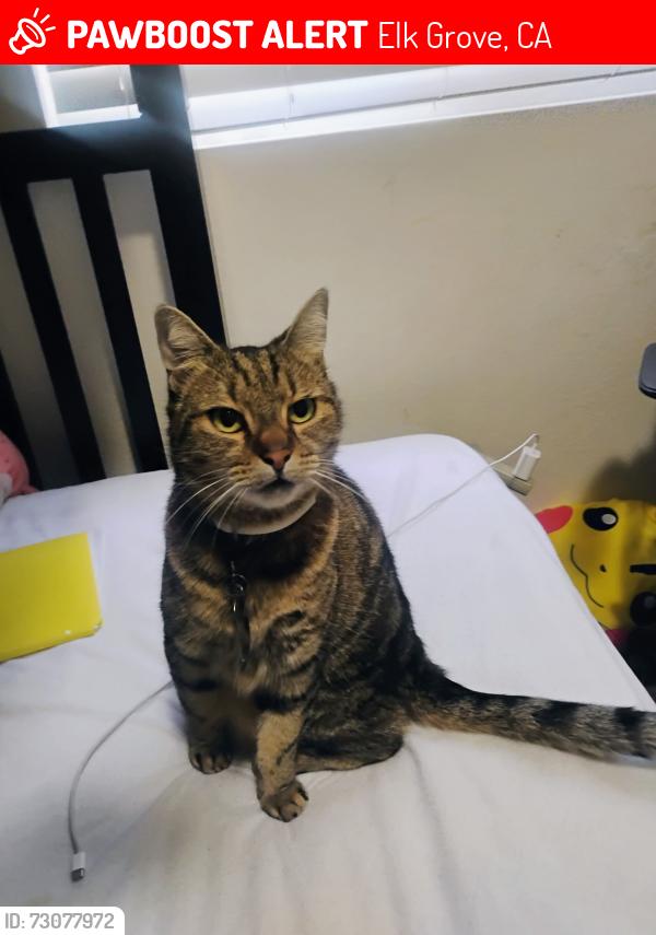 Lost Female Cat last seen Siltstone way and Willard parkway, Elk Grove, CA 95757