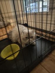 Found/Stray Unknown Cat last seen Hunting cog rd, Oak Ridge, NC 27310