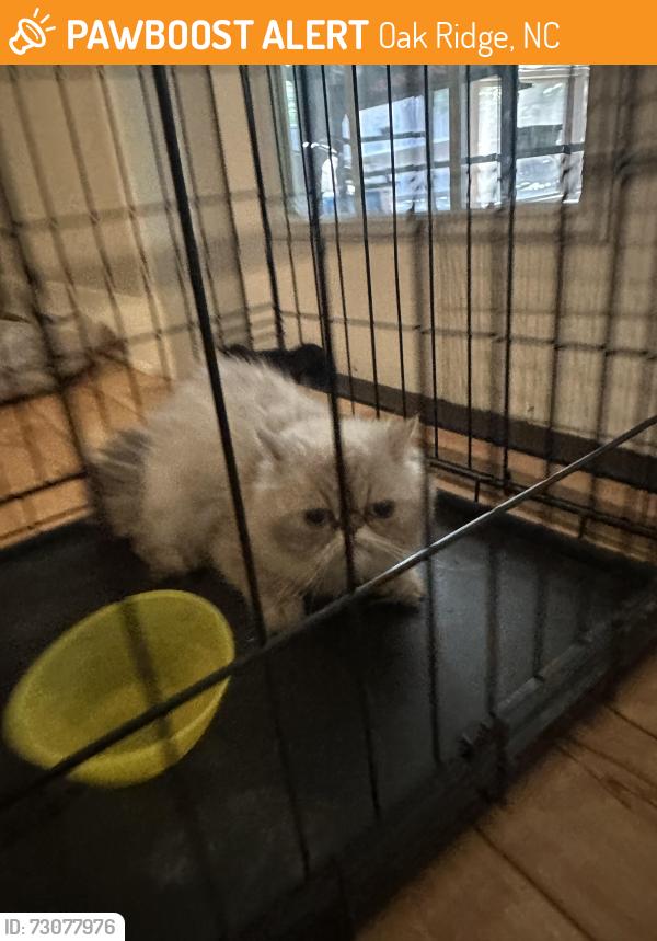 Found/Stray Unknown Cat last seen Hunting cog rd, Oak Ridge, NC 27310