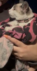 Found/Stray Female Cat last seen Near Cross Streets, Howe, TX 75459