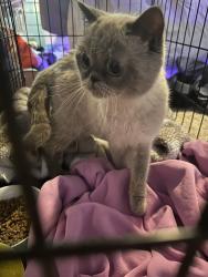 Found/Stray Unknown Cat last seen Hunting cog rd, Oak Ridge, NC 27310