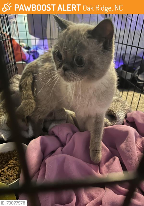 Found/Stray Unknown Cat last seen Hunting cog rd, Oak Ridge, NC 27310